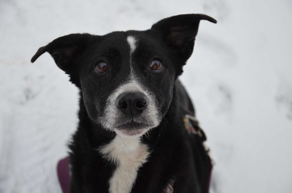 Frania do pokochania - adopcja