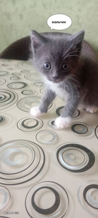 Отдам котят бесплатно