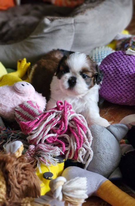 Cudny chłopak Shih Tzu