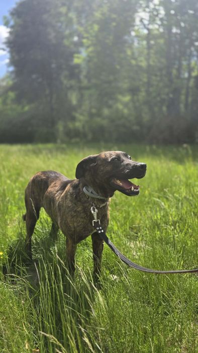 LAJLA sunia do adopcji