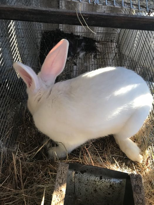 Продам кролів породи Термондська Біла від хороших батьків