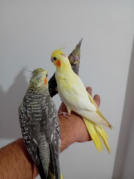 Caturras criadas a mão/domesticadas