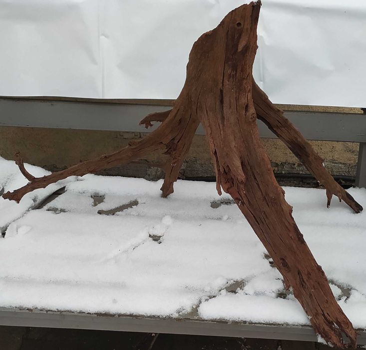 Wielki korzeń mangrowca