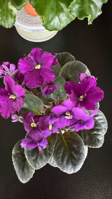 Цветущие мини фиалки.