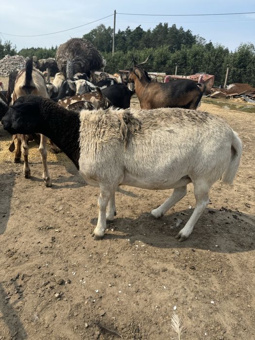 Owca dolper samiczki