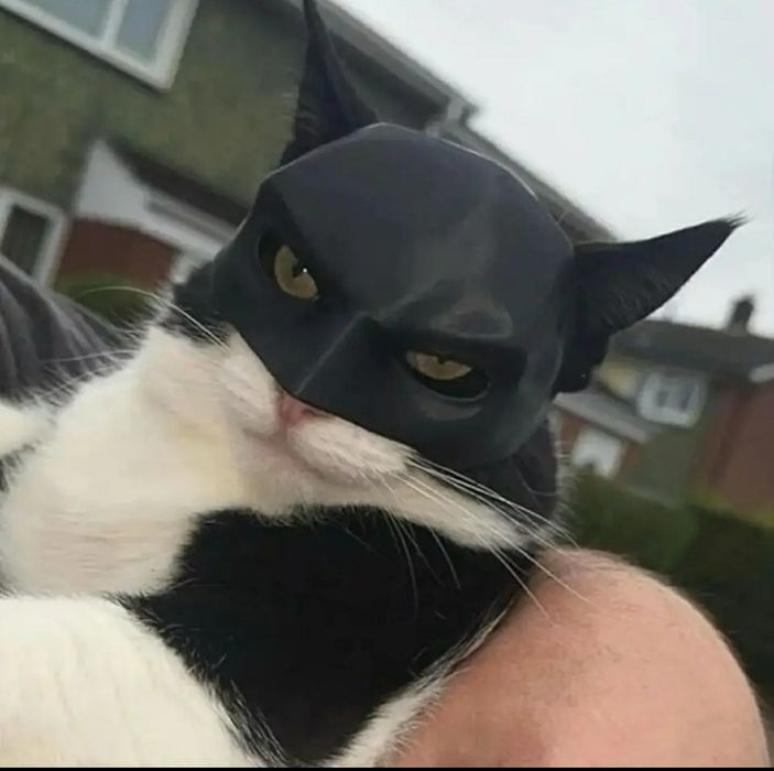 Máscara do Batman para Gato