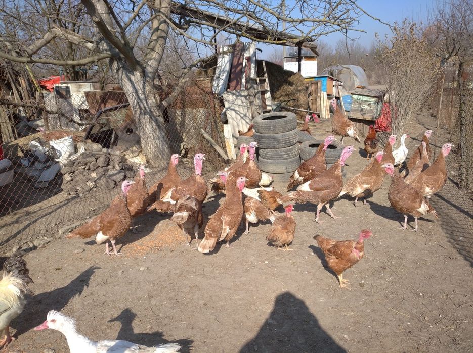 Продам індики 9 місяців