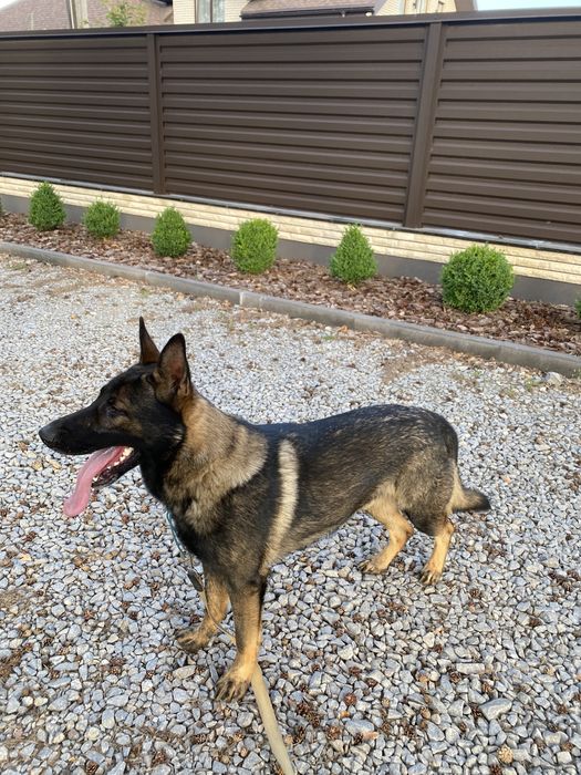 Зонарна німецька овчарка (вʼязка) ККУ, вже розвязаний