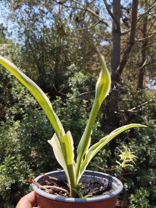 Planta das aranhas