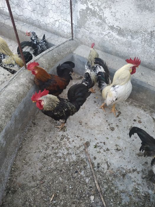 Galos (coquitos) para dispensar.