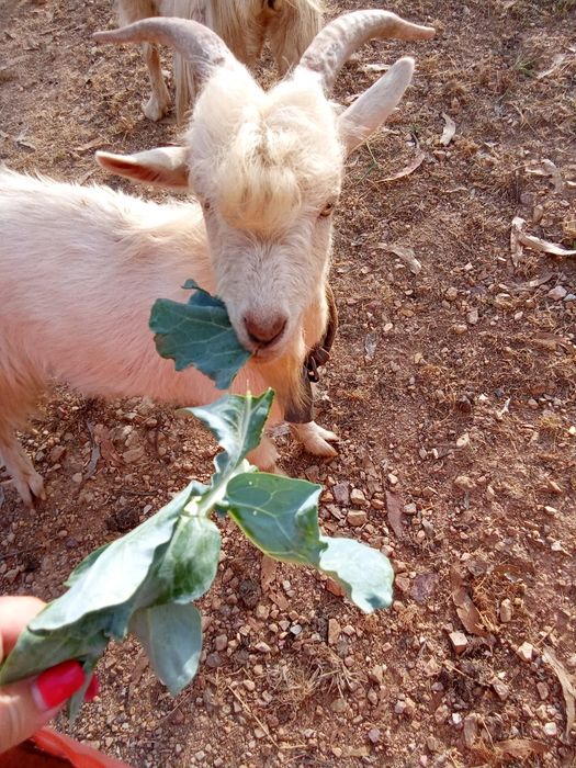 Vendo este animal