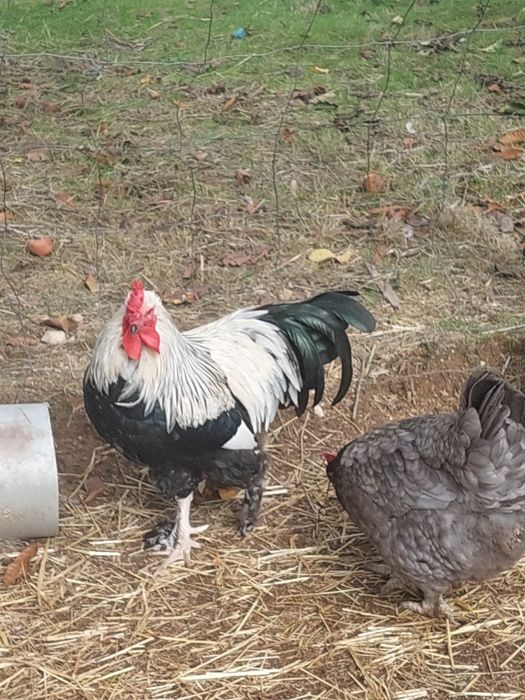 Galos adultos e saudáveis