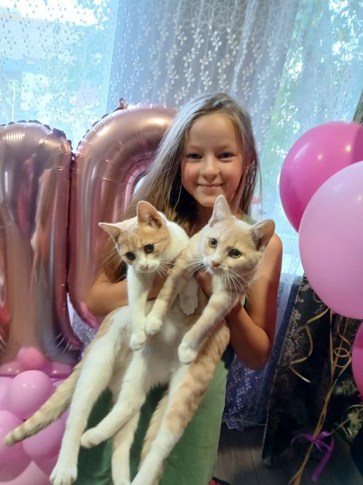 Віддам в добрі руки 2 рижулі - дівчинки