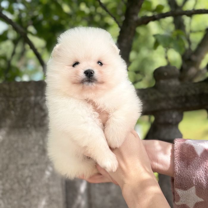 чудова дівчинка шоу классу