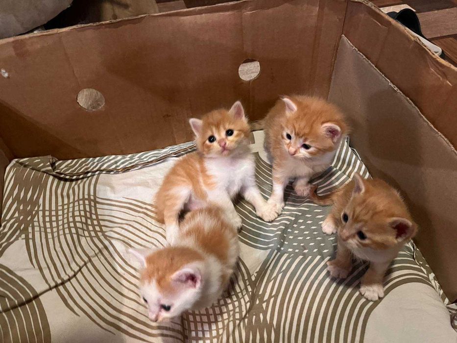 Рижі котенята безкоштовно