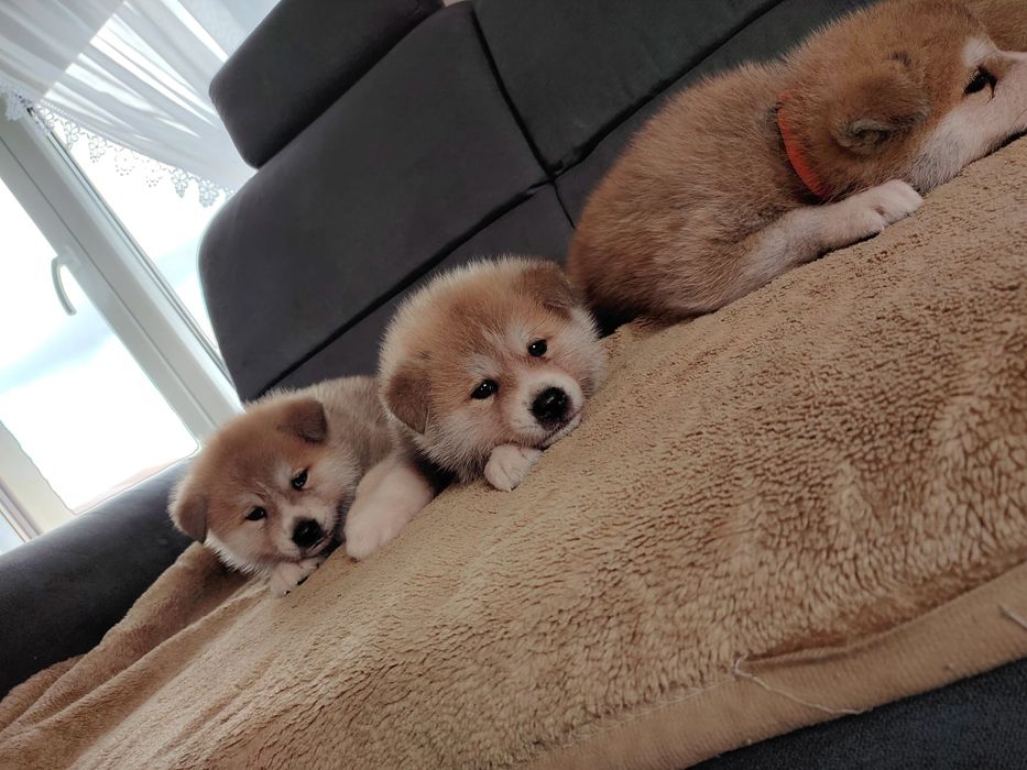 Akita inu szczeniak