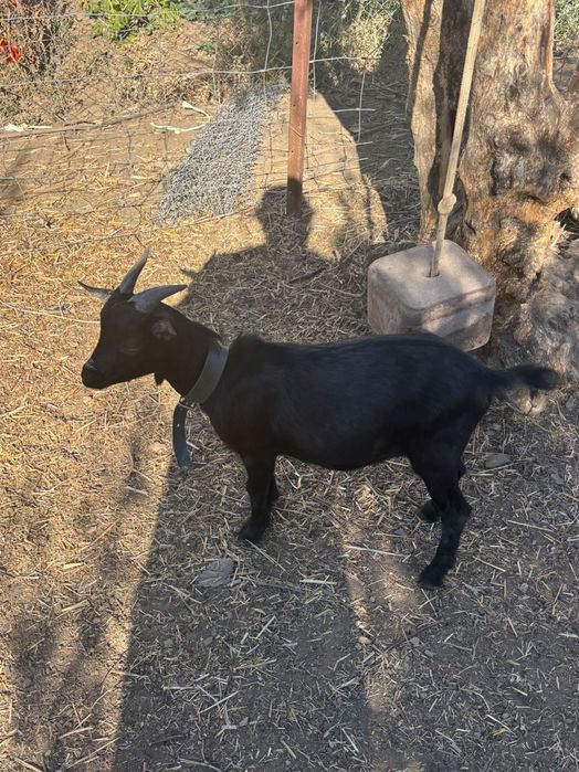 Cabrito anão com 7 meses