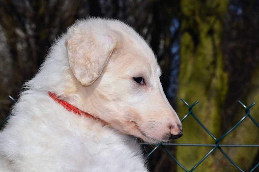 Chart rosyjski borzoj-suczka