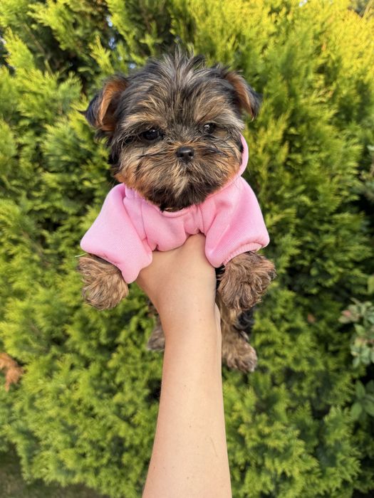Міні йорк терєр з паспортом