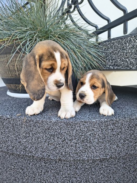 Beagle szczenięta