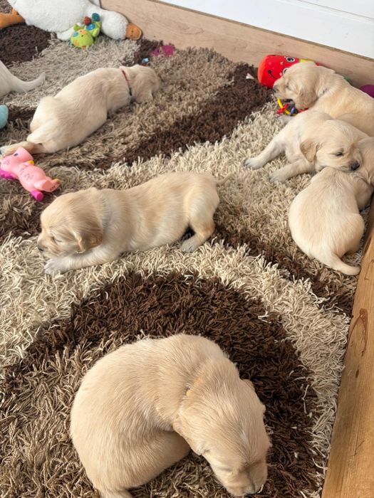 Golden Retriever zkwp Fci do rezerwacji