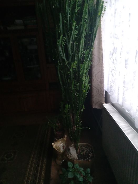 Кактус молочай тригранний