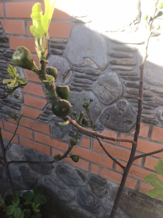 Инжир саженцы с плодами Сорт Далматський