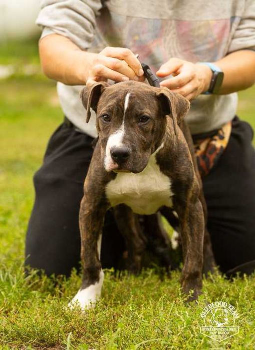 Piękny  Amstaff Pitbull Staffik , import USA/BAŁKANY