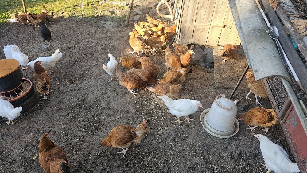 Młode kurki  wolny wybieg