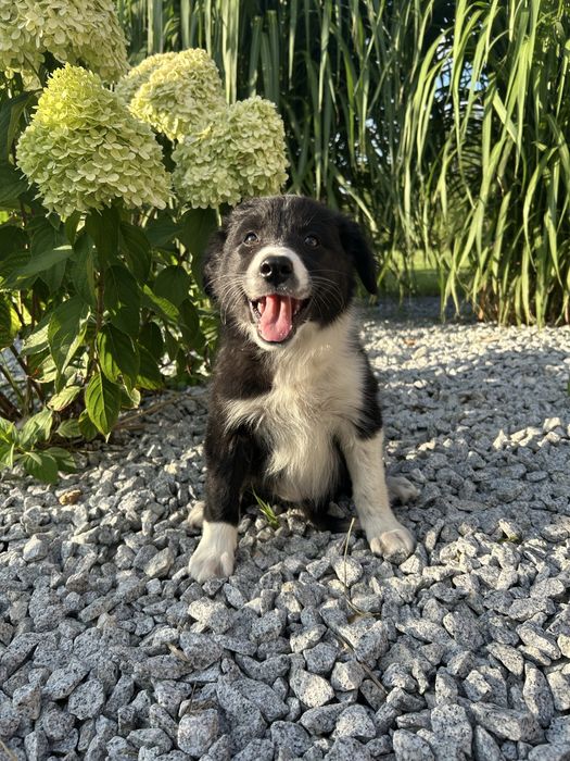 Border Collie Suczka