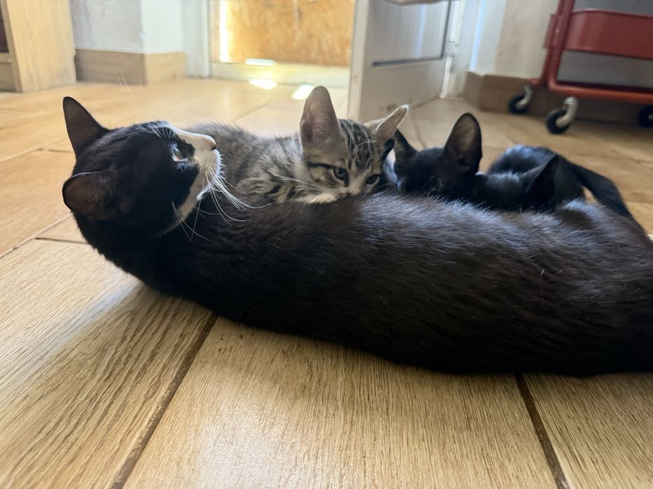 Gatinhos bebés para adoção responsável