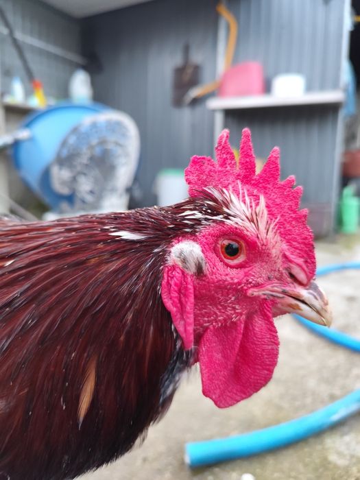 Vendo galo Sussex triclor com 1 ano