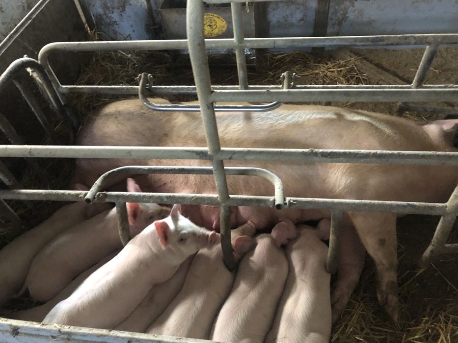 Поросятя  28 днів та 1,5 міс