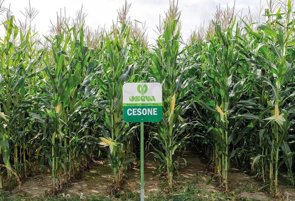 Nasiona kukurydzy CESONE ziarno kiszonka FAO 250 (80 tys.)