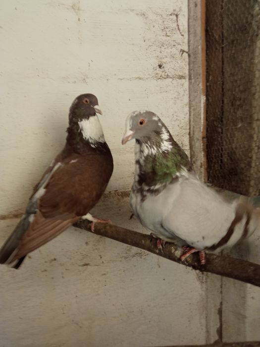 Pombos cauchois casal