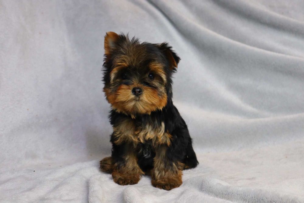 Yorkshire Terrier - szczenię ( york )