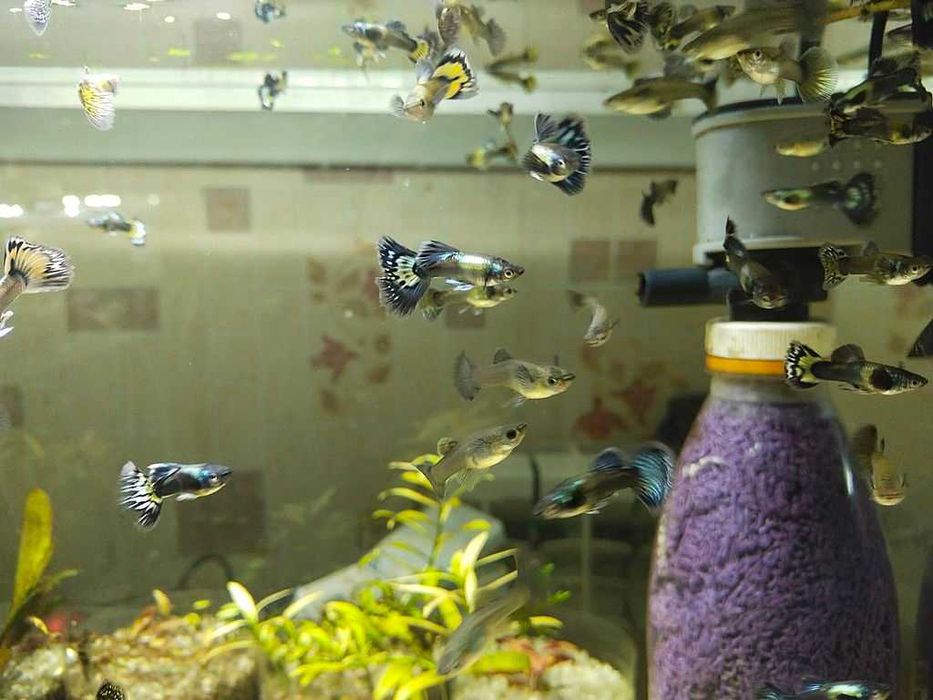 Акваріумні рибки - Гуппі Філігрань