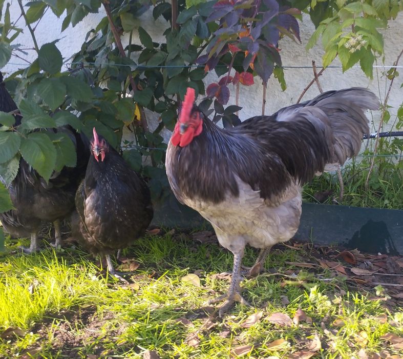 Ovos para incubação