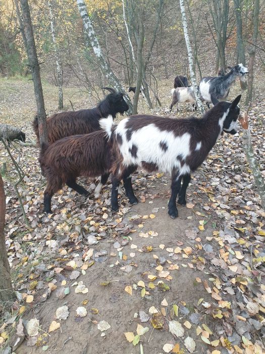 Продаж кіз, козлів та козенята
