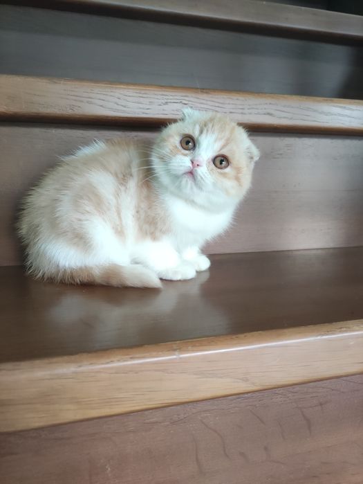 Очаровательная шотландская куколка! ПРИВИТА! Одесса!