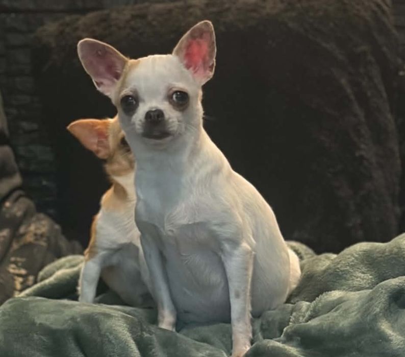 1.5 roczna xxxs chihuahua fiona szuka kochajacego domku