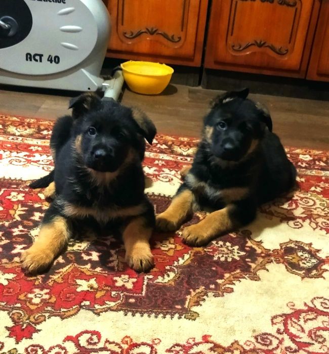 Крупные девочки и мальчики стандарт.