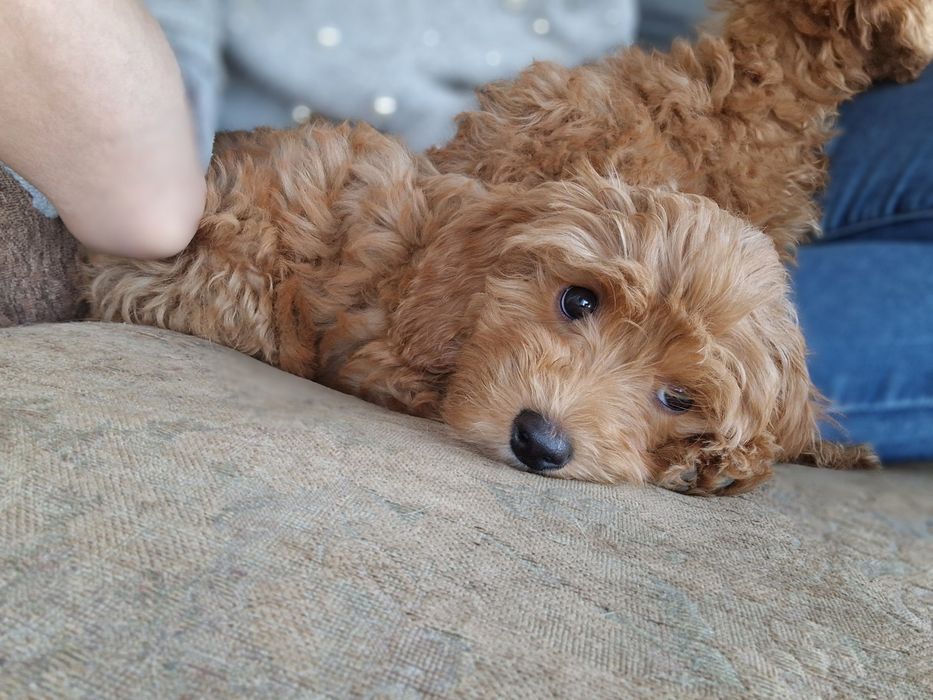 Cavapoo cudny chłopiec