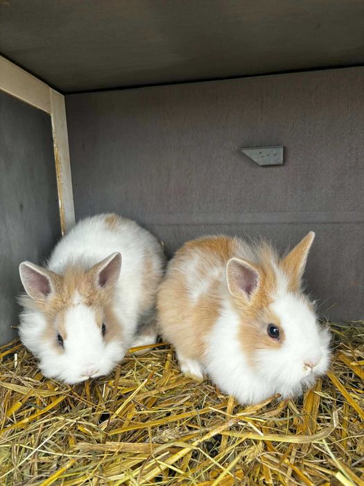 Pilne! Króliczki miniaturki