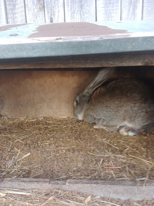 Królik olbrzym belgijski