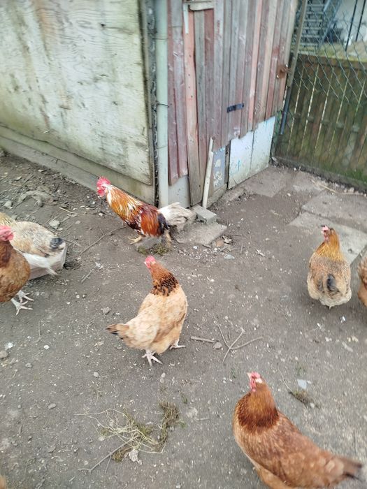 Kogut młody tęczowy