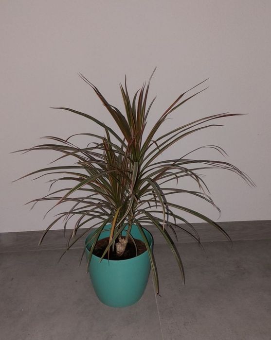 Dracena obrzeżona 38zł