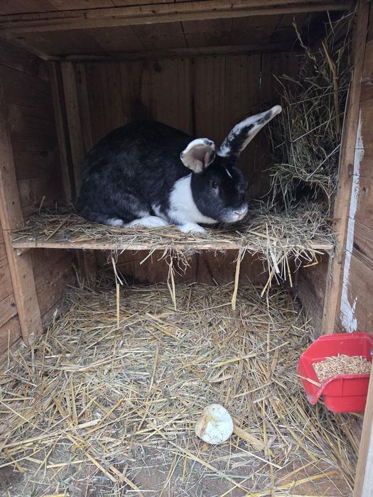 Króliki w różnym wieku i maści