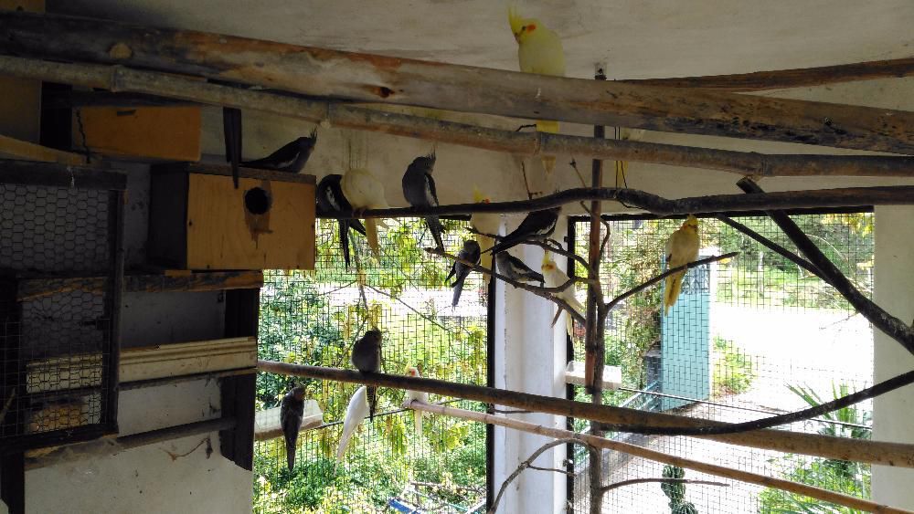 Caturras bebes para criar a mão