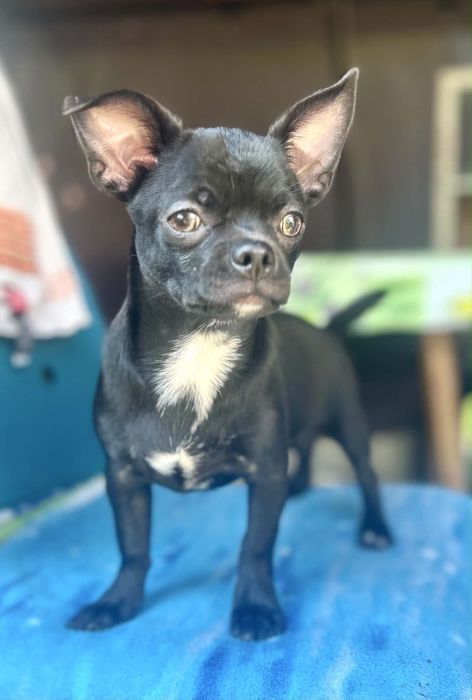 Chihuahua maleńki piesek FCI